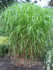Riesenchinaschilf - Miscanthus japonicum Giganteus - Gräserwelten